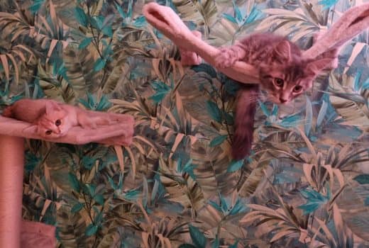 המקום המושלם לאוהבי חתולים – Cat Museum Budapest
