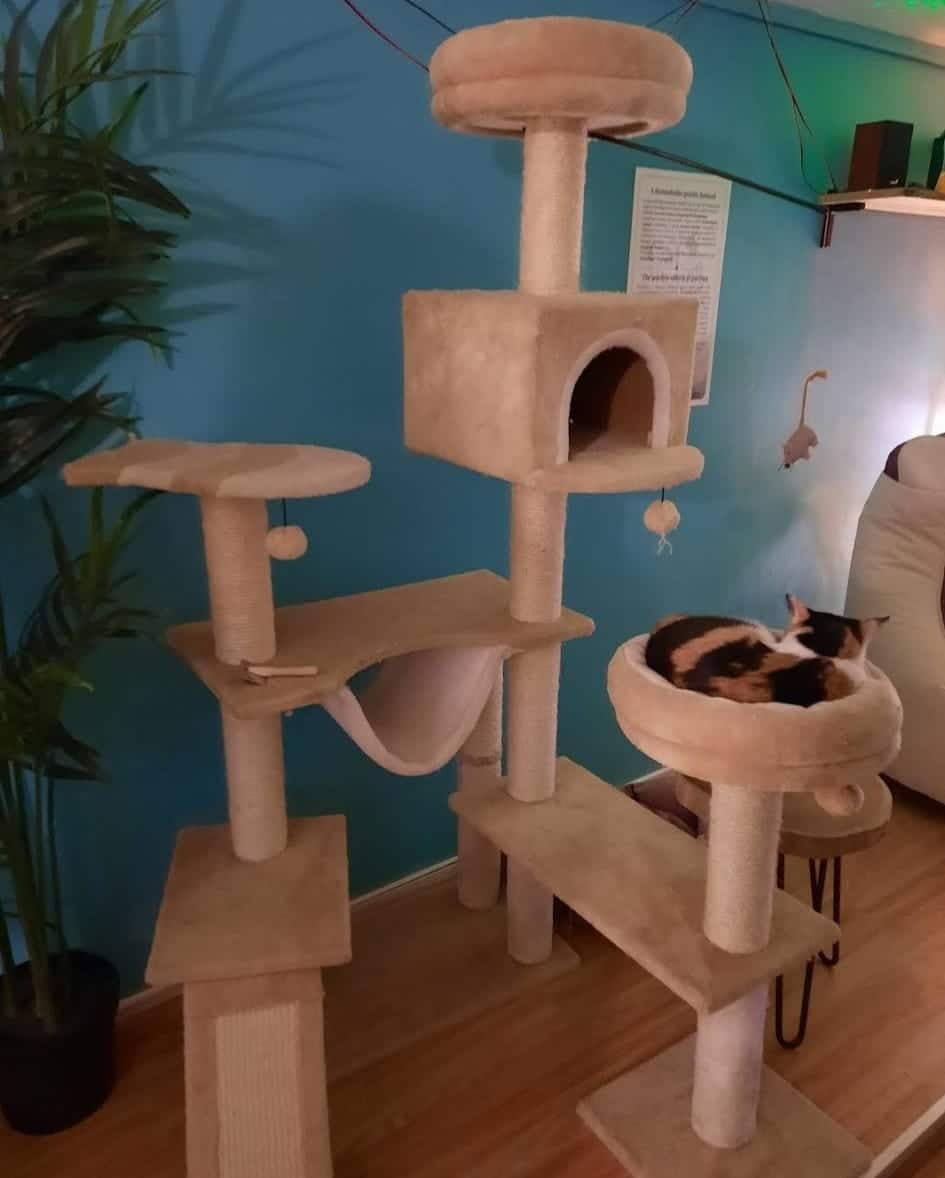 המקום המושלם לאוהבי חתולים – Cat Museum Budapest