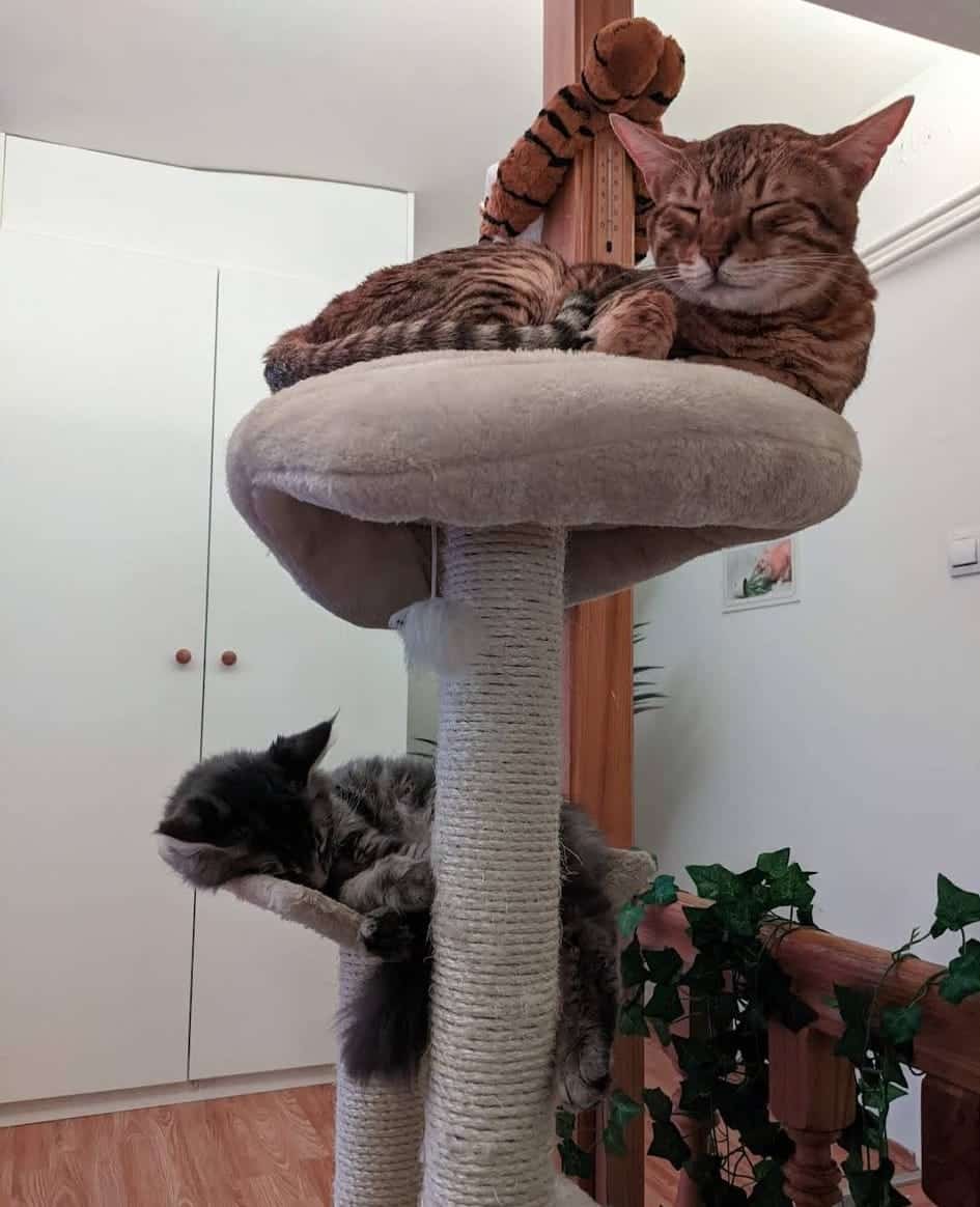 המקום המושלם לאוהבי חתולים – Cat Museum Budapest