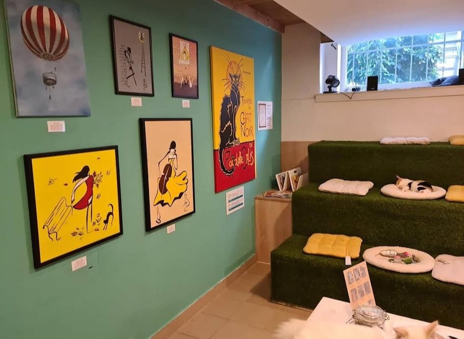 המקום המושלם לאוהבי חתולים – Cat Museum Budapest