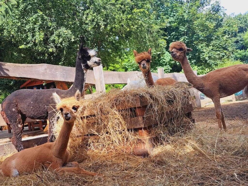 חוות הפוני הקסומה בגבעות בודה